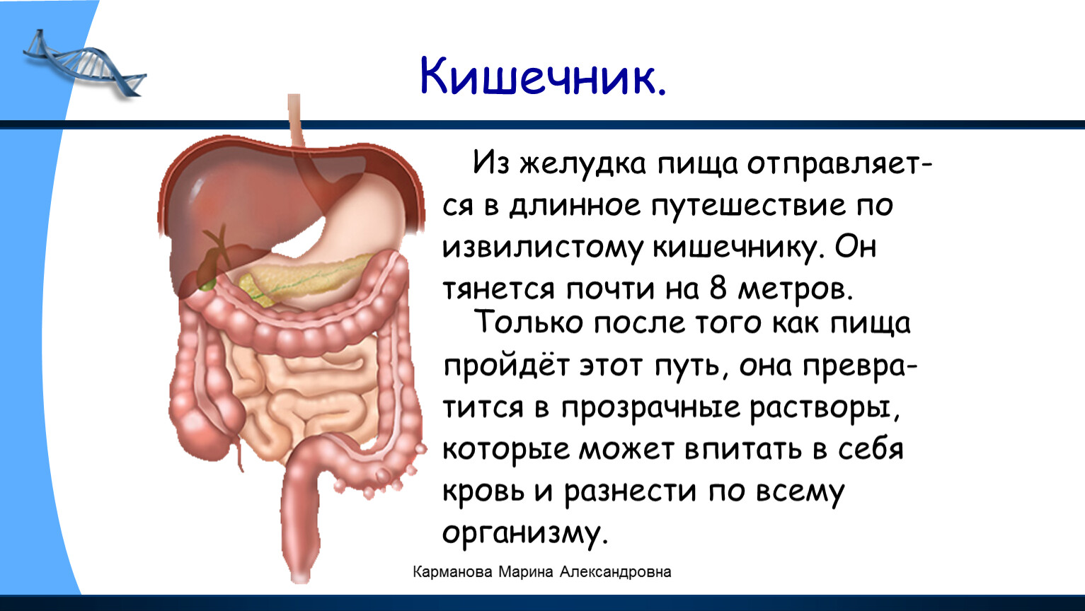 Полный желудок. Кишечник переваривает пищу. Как переваривается пища в желудке.