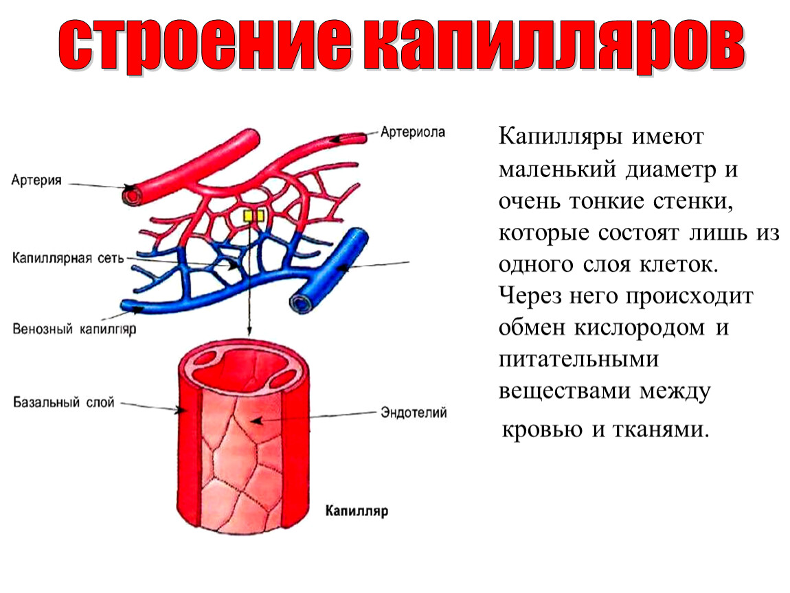 Стенки артерий и вен имеют. Вена аретерия капиляр. Строение капилляра рисунок. Капилляры их строение.