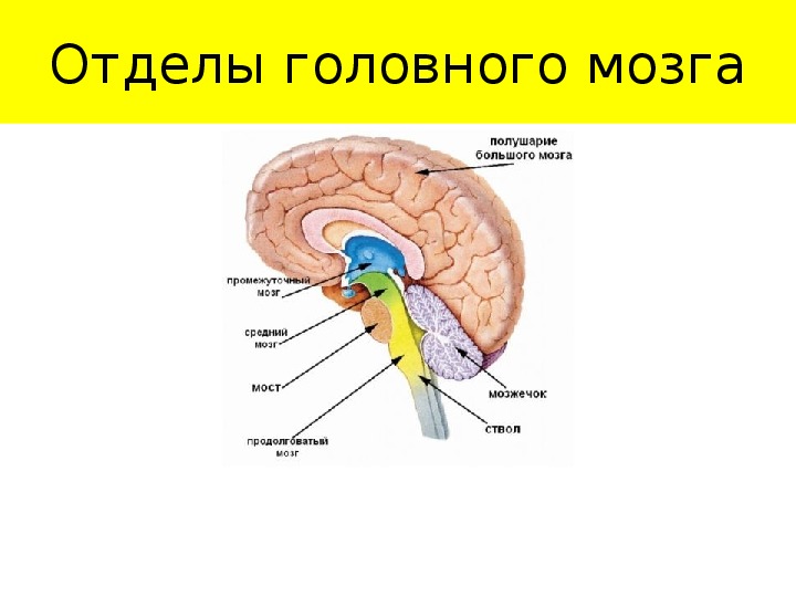 Низших отделов мозга. Отделы головного мозга. Название отделов головного мозга. Схема головного мозга. Отделы мозга схема.