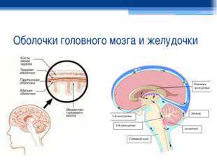 Оболочки головного мозга и желудочки 