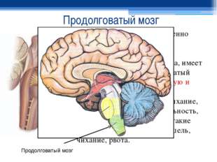 Продолговатый мозг Продолговатый мозг - жизненно важный отдел ЦНС, представля