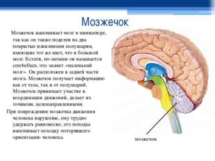 Мозжечок Мозжечок напоминает мозг в миниатюре, так как он также поделен на дв