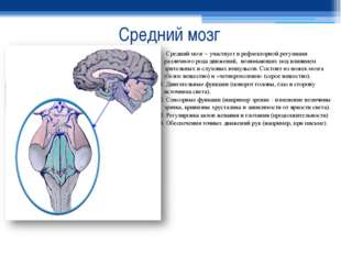 Средний мозг Средний мозг – участвует в рефлекторной регуляции различного род