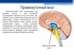 Промежуточный мозг Промежуточный мозг расположен над средним мозгом и под бол