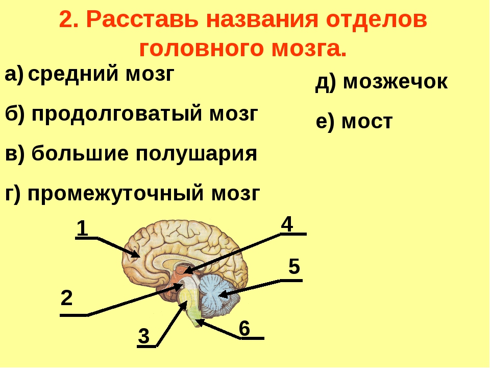 Задний отдел головного мозга состоит. Строение задних отделов головного мозга схема. Отделы головного мозга 8 класс биология. Рисунок по биологии структура головного мозга. Структуры головного мозга биология 8 класс.