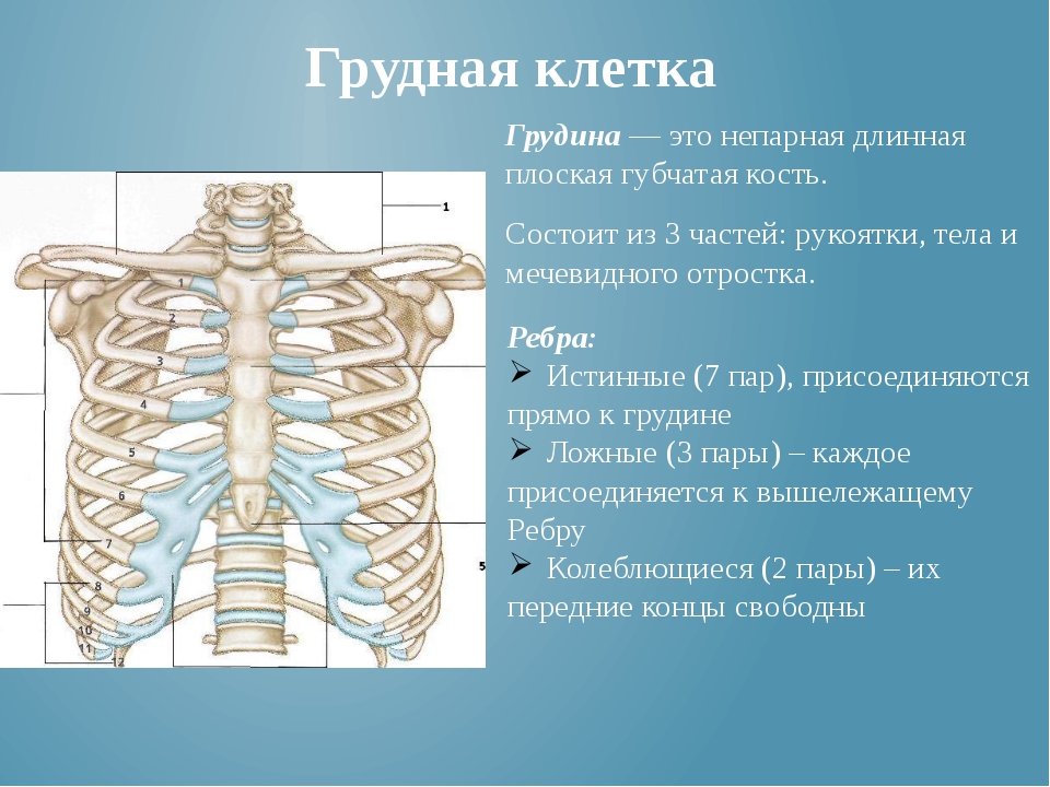 Ребра грудной клетки человека схема расположения