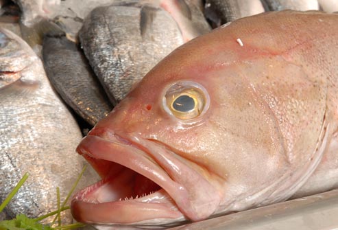 Рыба как источник пищевого отравления
