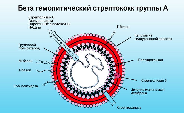 Cтрептококковая бактерия