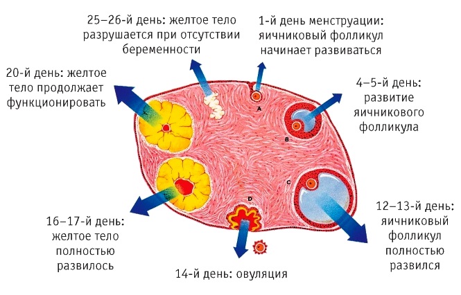 Менструальный цикл: что это, фазы, нарушения, как рассчитать начало, норма, сбой, как восстановить