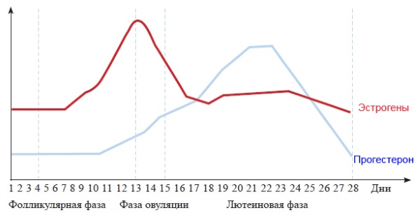 Менструальный цикл: что это, фазы, нарушения, как рассчитать начало, норма, сбой, как восстановить