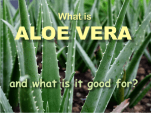 what are aloe vera health benefits