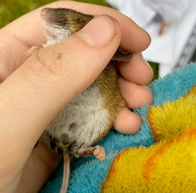Becky Ramsey, from North Wales, noticed the motionless mouse, which has since been named Fighter, lying at the top of her garden.