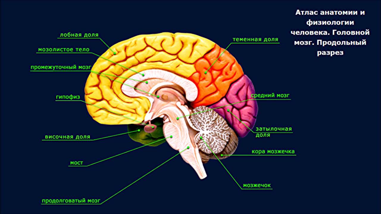 Анатомия мозга схема