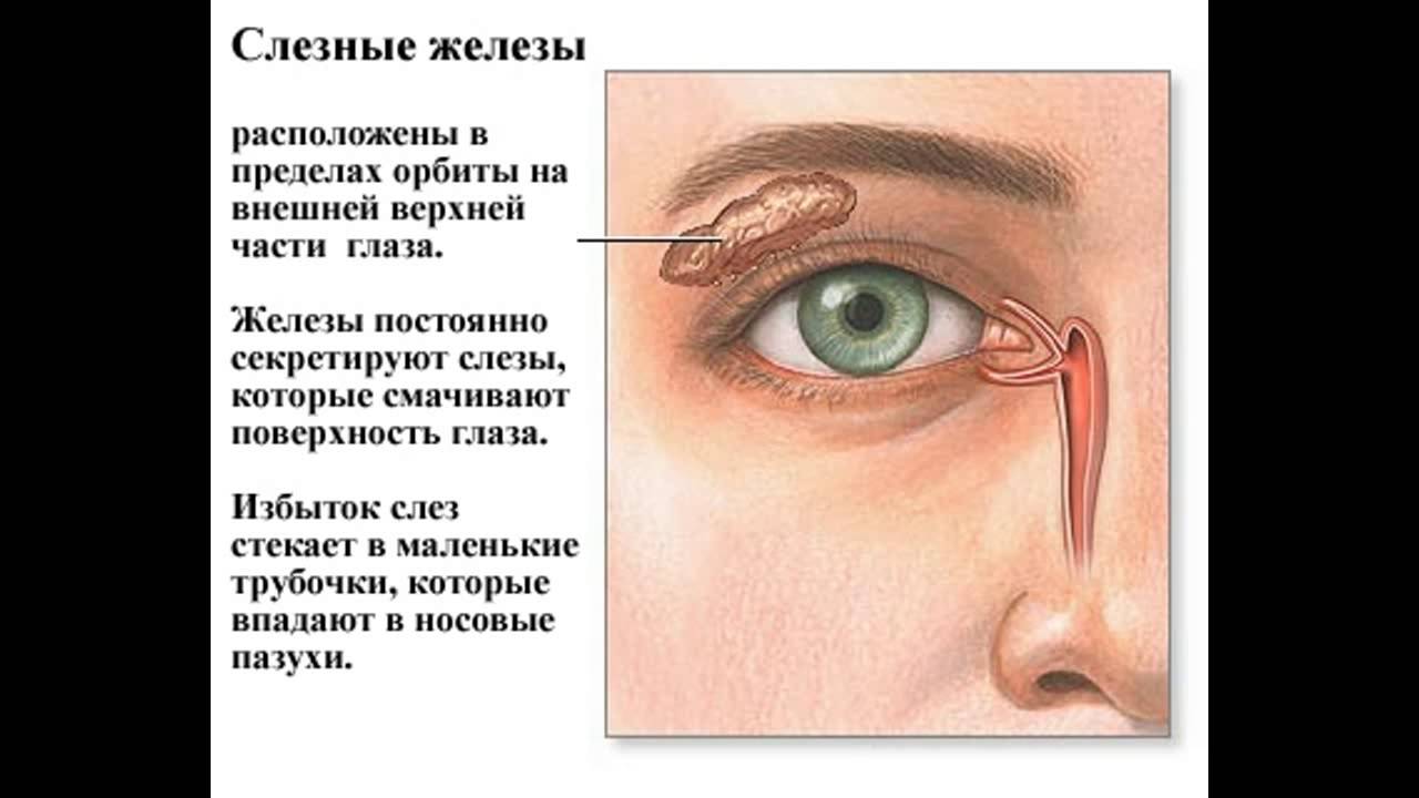 К чему слезится левый глаз. Воспаление внутреннего уголка глаза. Воспаление слезной точки. Слезная железа верхнего века.