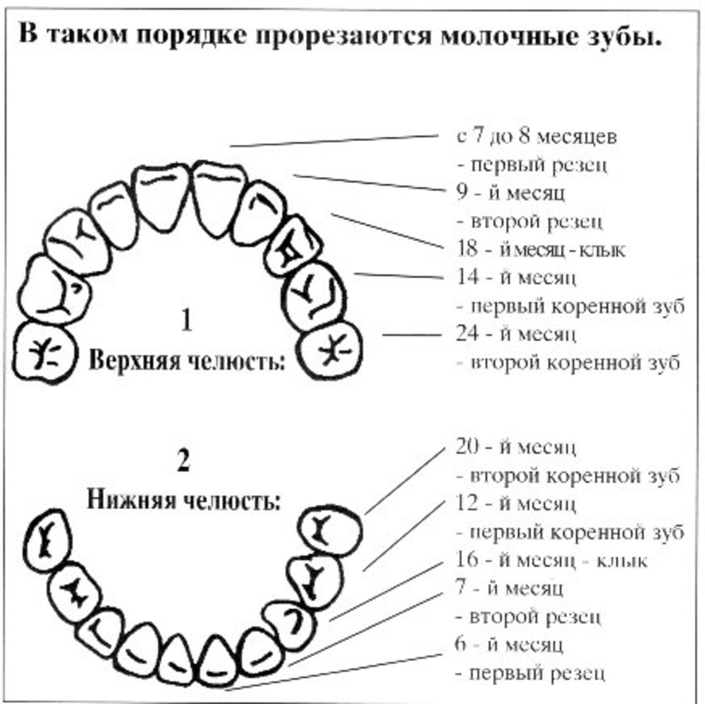 Как узнать какой зуб. Пятый зуб снизу схема. Схема расположения зубов нижней челюсти. Схема зуба моляра. Жевательные зубы схема.