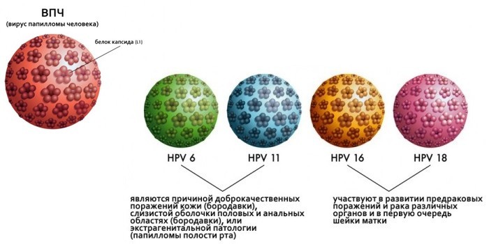 Вирус папилломы 58. Классификация вируса ВПЧ. ВИУС папиломы человека. Вируспопиломы человека. ВПЧ инкубационный период.