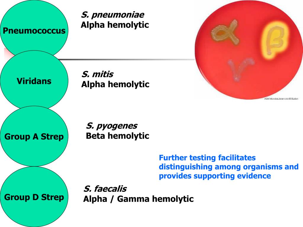 Streptococcus viridans что это. Стрептококк вириданс антибиотики. Зеленящие стрептококки Streptococcus Viridans Group. Streptococcus pyogenes Group a норма.