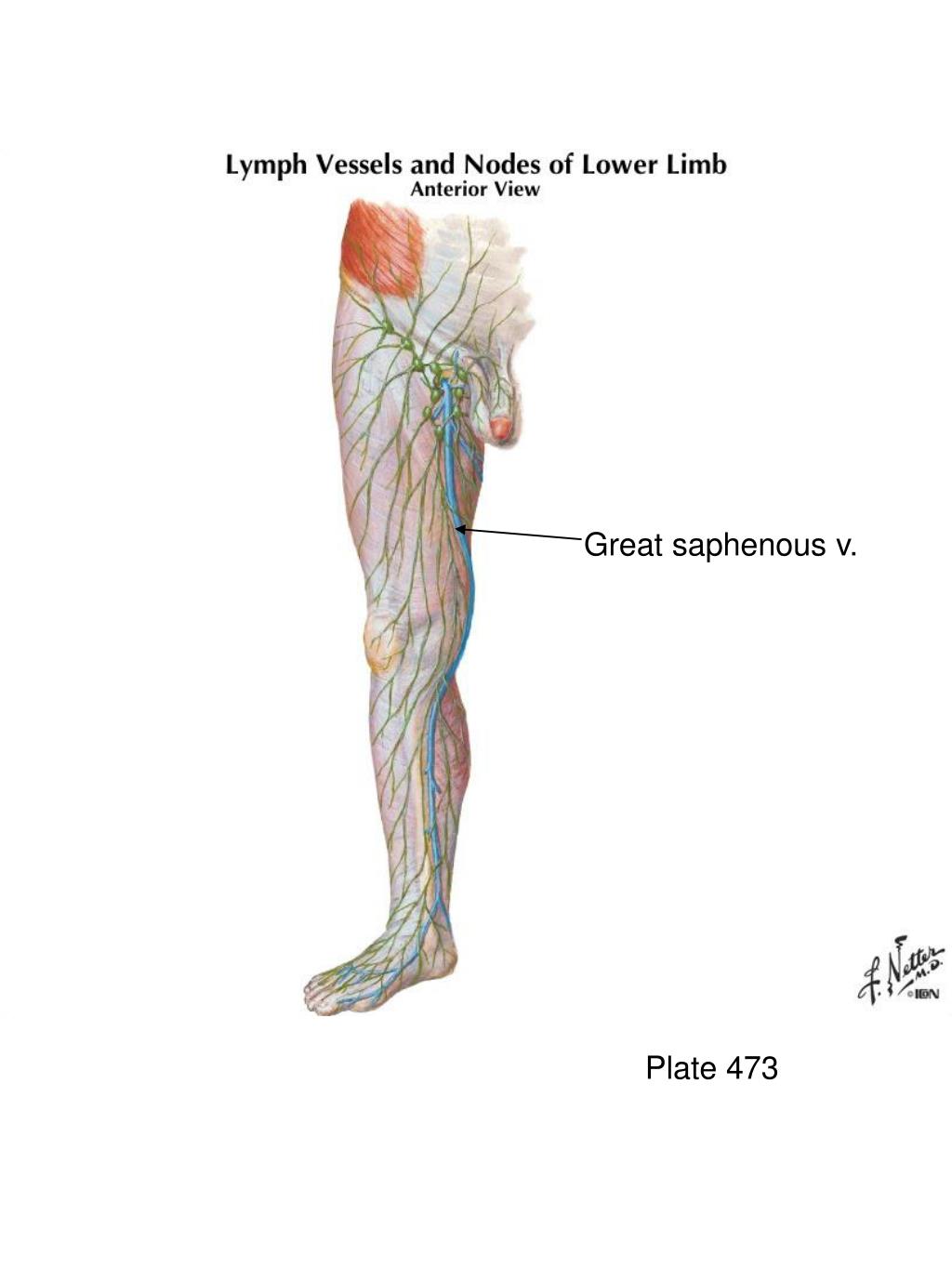 Лимфоузлы на ногах где. Лимфатическая система нижних конечностей. Лимфатические узлы нижних конечностей схема. Подколенные лимфоузлы расположение. Лимфатическая система бедра.