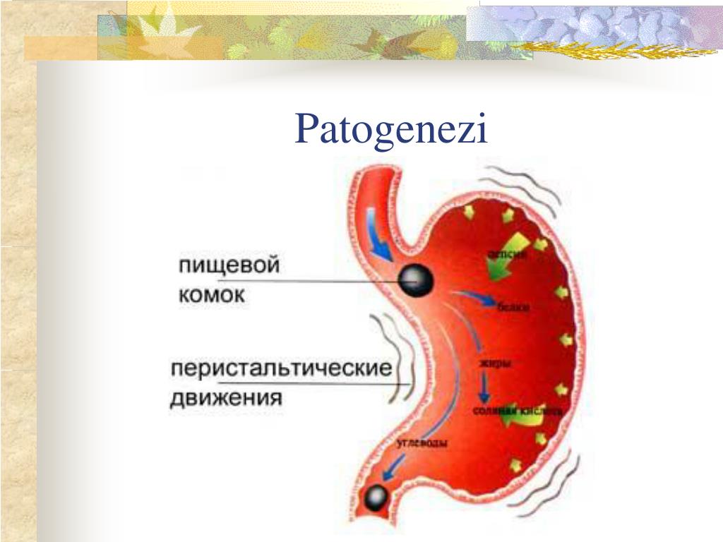 Передвижение и питание. Тип желудочной секреции при язвенной болезни. Перистальтика желудка. Моторика желудка.