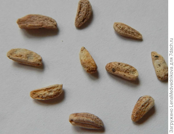 Семена элеутерококка сидячецветкового Фото с сайта https://krsk.au.ru/