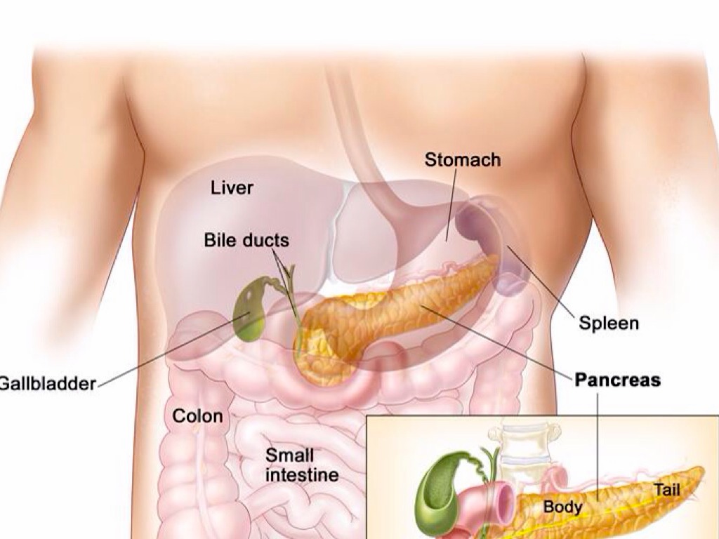 Желчный пузырь слева. Поджелудочная железа желчный пузырь анатомия. Хвост поджелудочной железы. Поджелудочная расположение. Желудок и поджелудочная железа расположение.