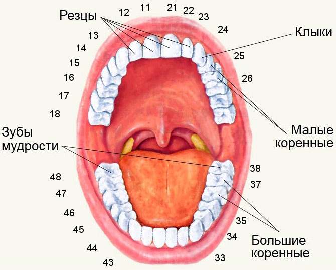 Какой зуб отвечает какому номеру