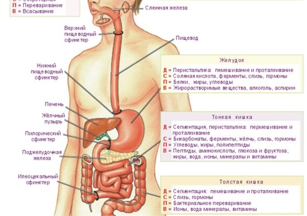 Расположение и функции желудка