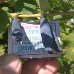 Фото 60: Размер ягод жимолости "Голубое веретено"