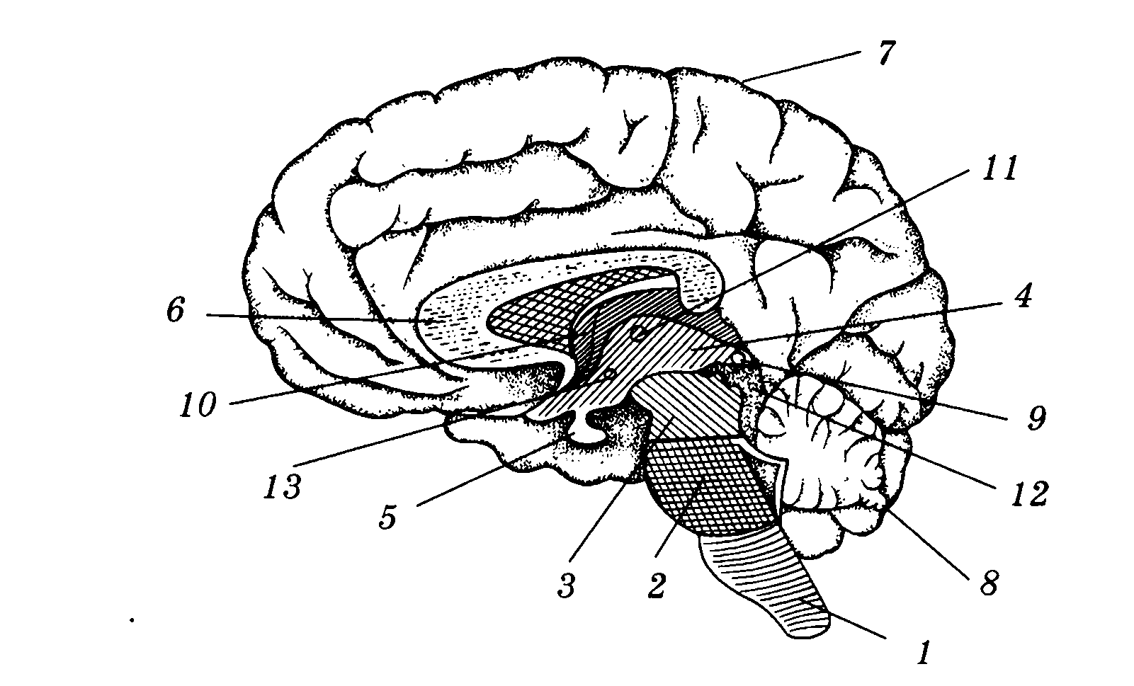 Рис 80 структуры головного мозга