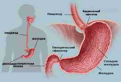 Схема расположения желудка