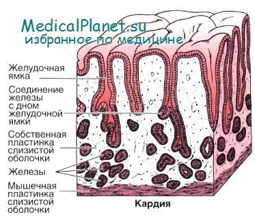 Клетки слизистой оболочки