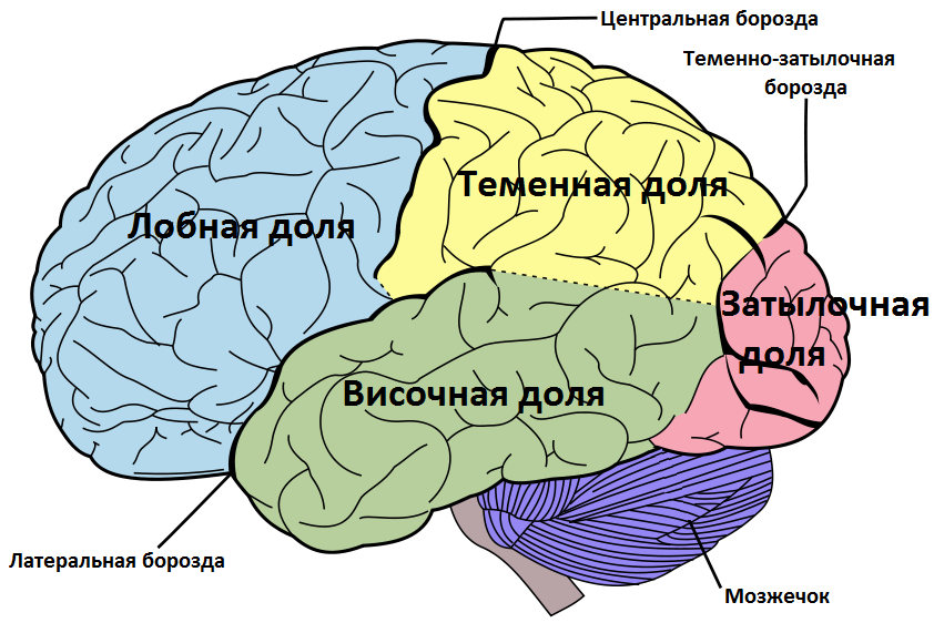 кора больших полушарий головного мозга