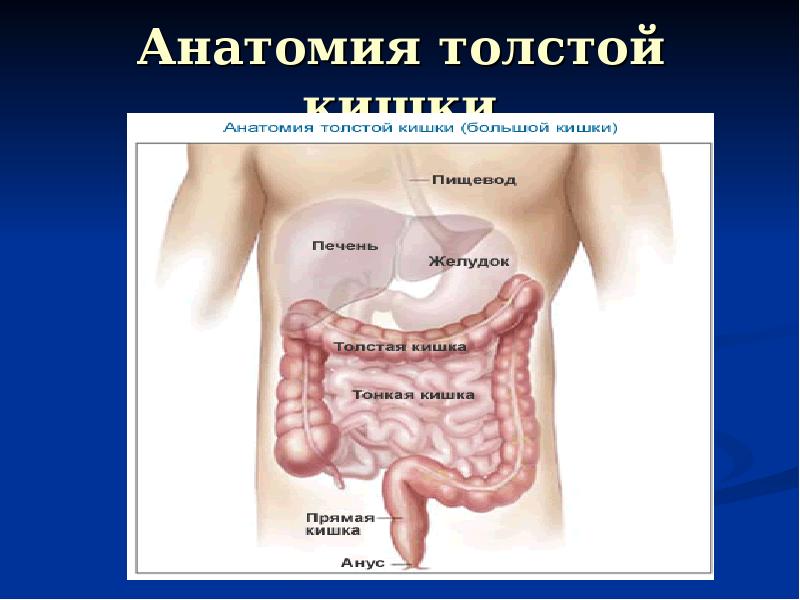 Кишечник человека схема