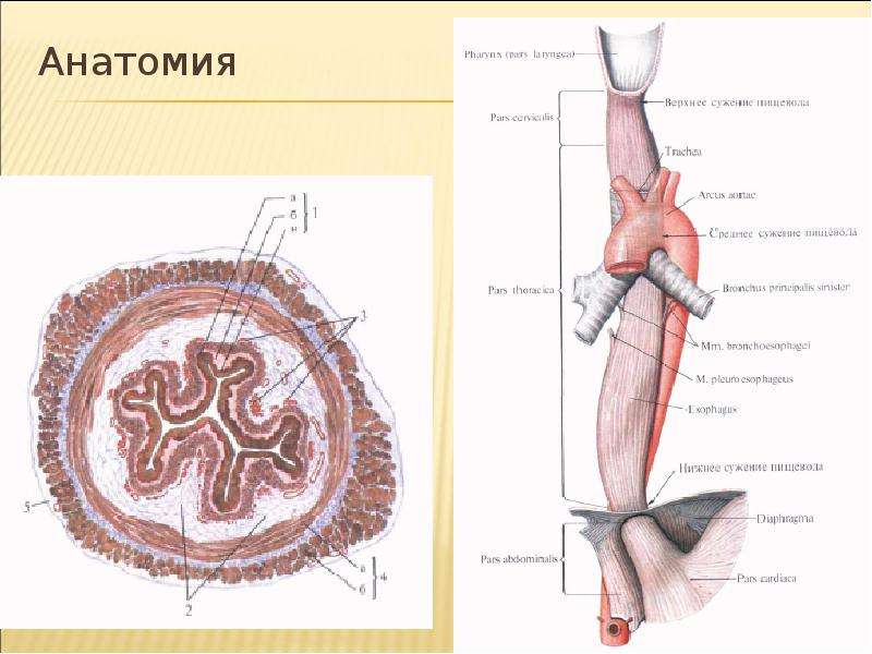 Пищевод топографическая анатомия презентация