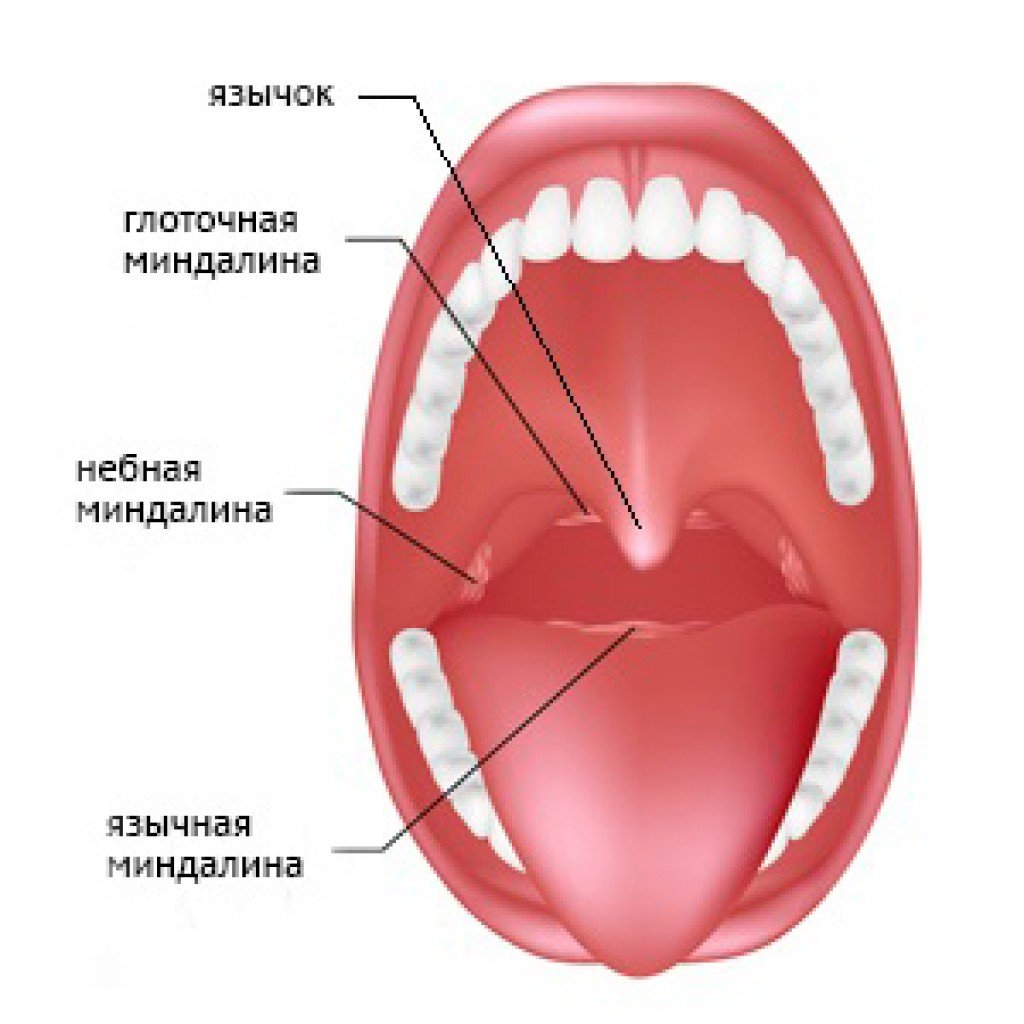 Колокольчик в горле. Глоточная и язычная миндалины. Небные миндалины располагаются. Строение ротовой полости миндалины. Расположение небных миндалин.