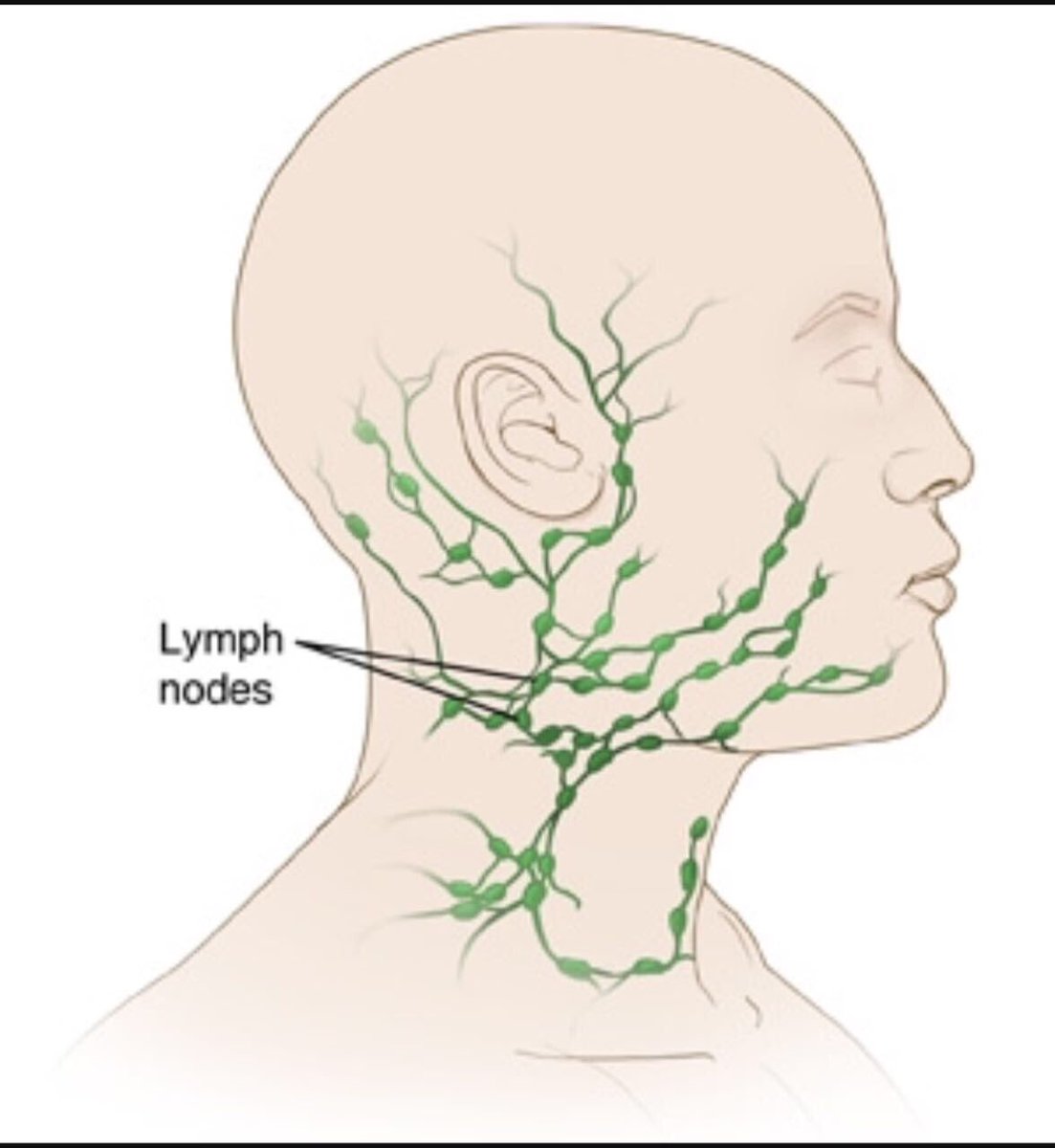 Лимфоузлы затылочные причины. Воспаление лимфоузлов подчелюстные лимфоузлы. Лимфатическая система подчелюстные лимфоузлы. Подчелюстные лимфатические узлы анатомия.
