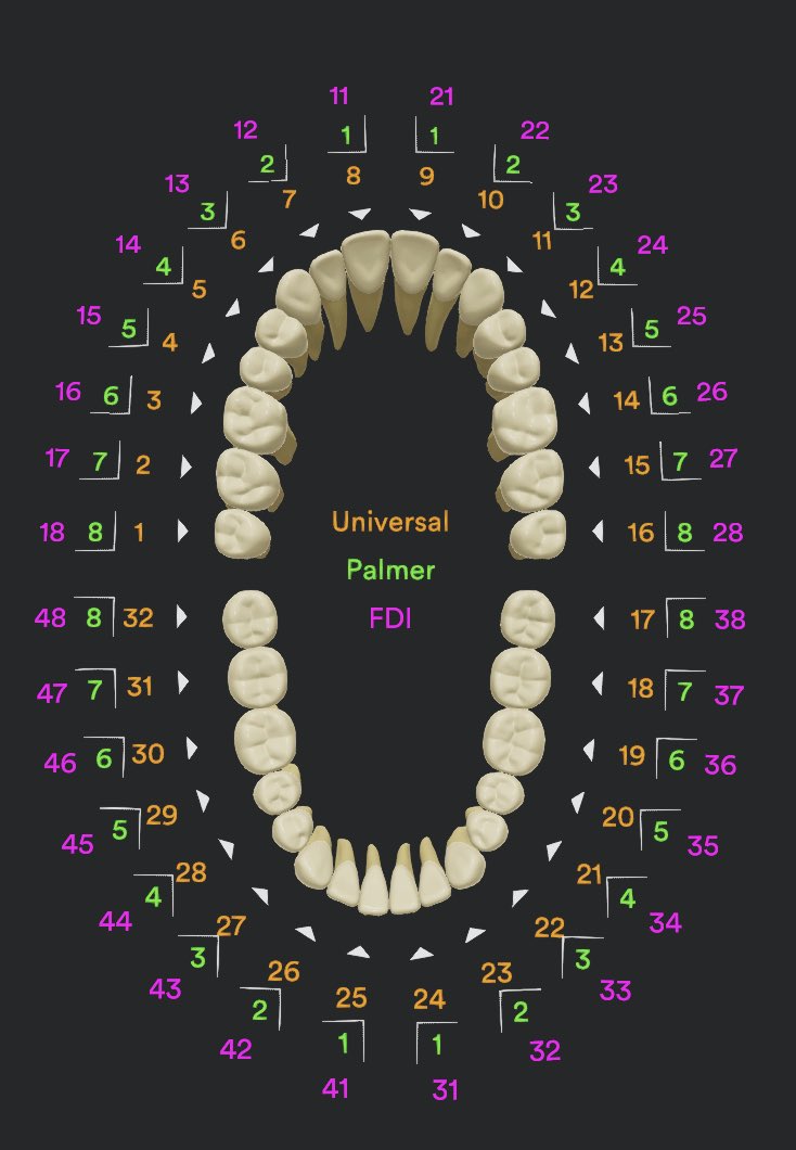 Как считать зубы в стоматологии по номерам фото