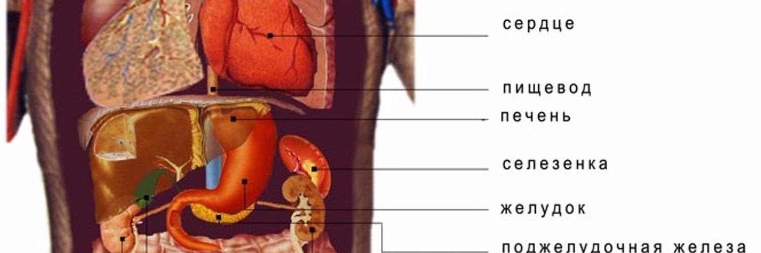 Сердце снизу. Анатомия с внутренними органами селезенка. Внутренние органы снизу справа. Анатомия брюшной полости селезенка. Внутренние органы человека справа сбоку.