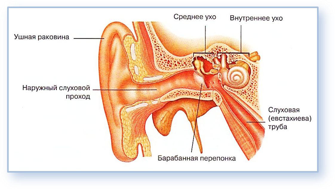 Центральный орган слуха. Слуховой аппарат строение уха. Слуховой анализатор наружное среднее внутреннее ухо. Слуховой анализатор отит. Слуховой аппарат человека анатомия.