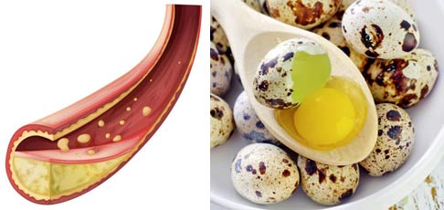 Перепелиные яйца при повышенном холестерине
