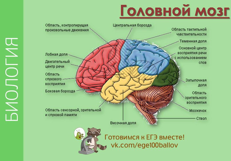 К какому отделу относится головной мозг. Отделы головного мозга ЕГЭ биология. Функции отделов головного мозга рисунок. Строение головного мозга ЕГЭ. Структура отделов головного мозга.