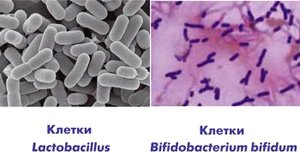 Бифидо- и лактобактерии под микроскопом