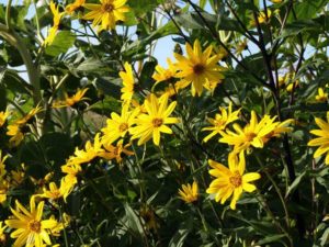 топинамбур – полезные свойства и противопоказания листьев и цветов