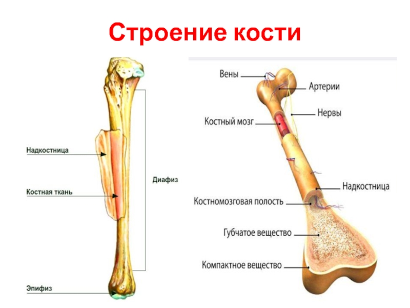 Строение трубчатой кости человека рисунок с подписями