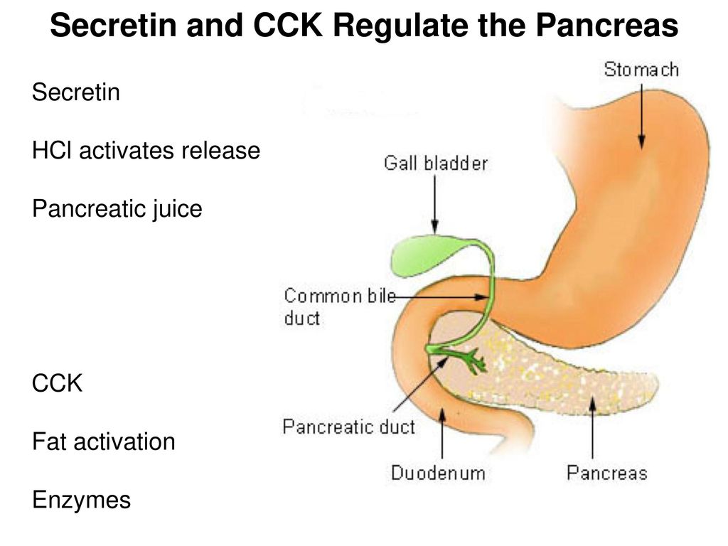 Панкреатит при боли в желудке. Панкреатин поджелудочная железа. Поджелудочная желелеза. Поджелудочная железа желчный пузырь анатомия. Общий проток поджелудочной железы и желчного пузыря.