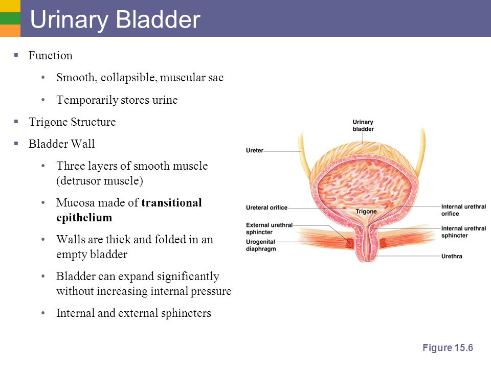 Мочевой пузырь у мужчины видео. Trigone of Urinary bladder. Мочевой пузырь urine bladder. Внешнее строение мочевого пузыря.
