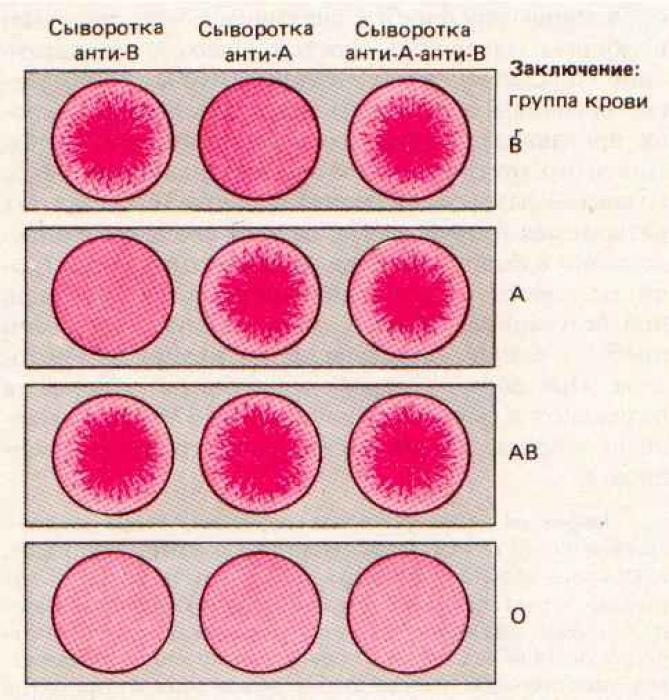Как определить группу крови