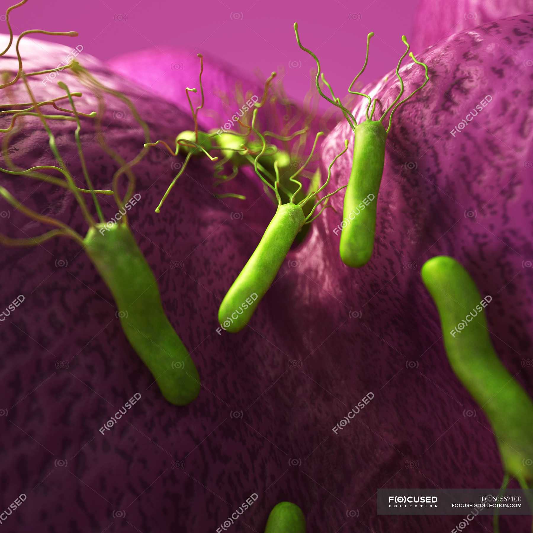 Бактерия вызывающая язву. Микроб хеликобактер пилори. Helicobacter pylori изображение бактерии. Хелико бактерия микроб.