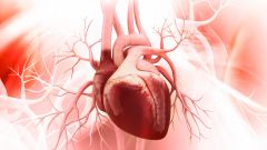 Сердечные клапаны: описание, строение, функции