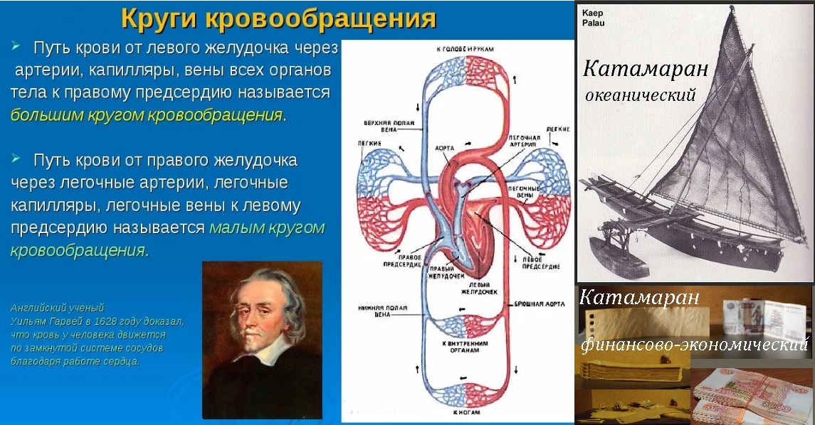 Два круга кровообращения